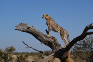 The Year of the Cheetah begins with the spring equinox